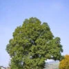 Sessile Oak (Quercus Petraea) Field Grown Bare Root Hedging Plants - 3-4ft