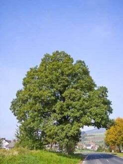 Sessile Oak (Quercus Petraea) Field Grown Bare Root Hedging Plants - 3-4ft