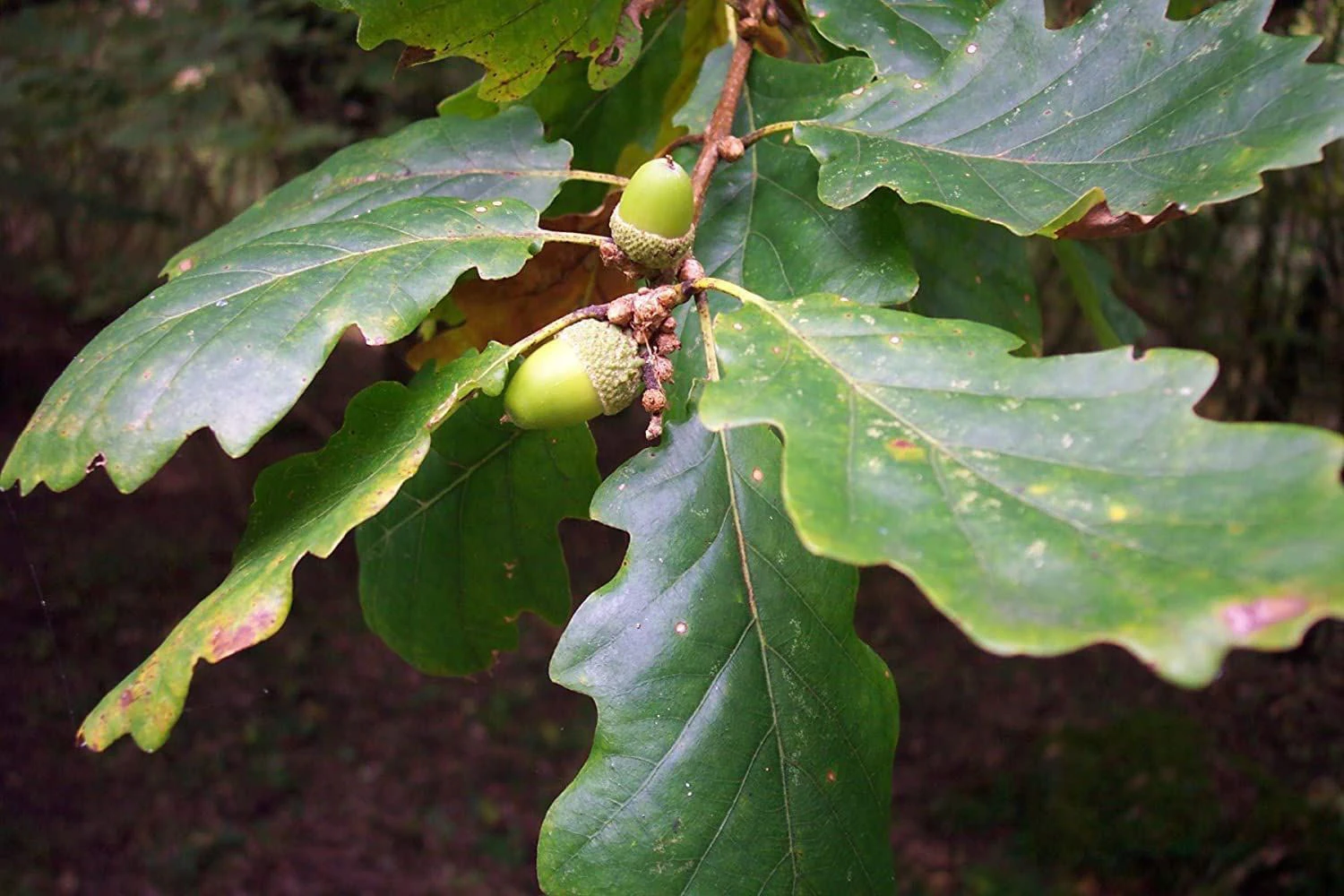 Sessile Oak (Quercus Petraea) Field Grown Bare Root Hedging Plants - 3-4ft 2 Sessile Oak (Quercus Petraea) Field Grown Bare Root Hedging Plants - 3-4ft - Image 2