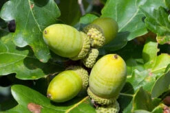 Sessile Oak (Quercus Petraea) Field Grown Bare Root Hedging Plants - 3-4ft 5 Sessile Oak (Quercus Petraea) Field Grown Bare Root Hedging Plants - 3-4ft -Cheap Hozelock || Kettler || Bosch Store l Sessile Oak 3