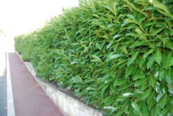 Shady Laurel Evergreen Hedge Plants Hardy Bare Root