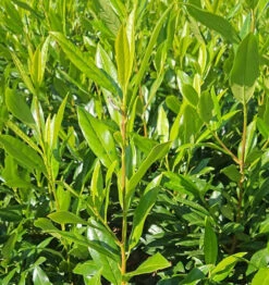 Shady Laurel Evergreen Hedge Plants Hardy Bare Root -Cheap Hozelock || Kettler || Bosch Store l Shady Laurel 5