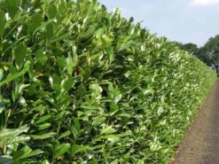 Shady Laurel Evergreen Hedge Plants Hardy Bare Root -Cheap Hozelock || Kettler || Bosch Store l Shady Laurel 6