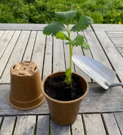 Nutley's Biodegradable 9cm Plant Pots Bamboo Style -Cheap Hozelock || Kettler || Bosch Store l Vipot9cmwithstrawberryandtrowel 1024x1024@2x