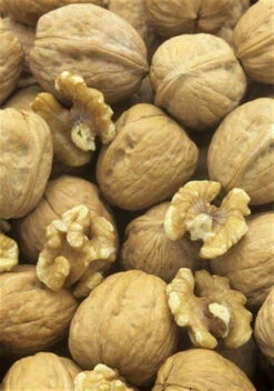 Walnut (Juglans Regia) Field Grown Saplings Hedging Plants - 40-60cm -Cheap Hozelock || Kettler || Bosch Store l Walnut 3