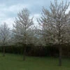 Wild Cherry (Prunus Avium) Bare Root Hedging Plants