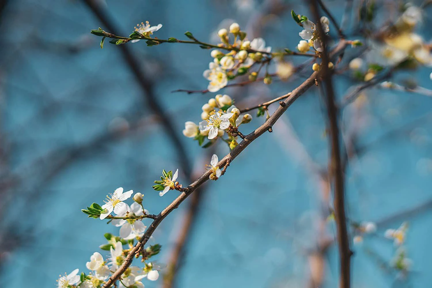 Wild Cherry (Prunus Avium) Bare Root Hedging Plants 2 Wild Cherry (Prunus Avium) Bare Root Hedging Plants - Image 2