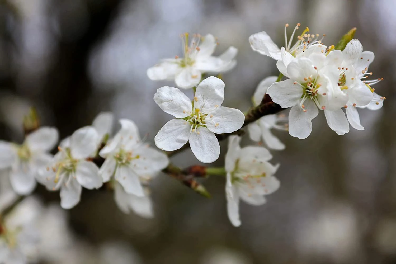 Wild Cherry (Prunus Avium) Bare Root Hedging Plants 3 Wild Cherry (Prunus Avium) Bare Root Hedging Plants - Image 3