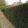 Yew (Taxus Baccata) Evergreen Bare Root Hedging Plants