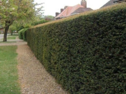 Yew (Taxus Baccata) Evergreen Bare Root Hedging Plants