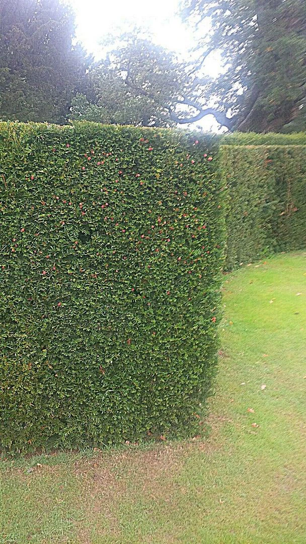 Yew (Taxus Baccata) Evergreen Bare Root Hedging Plants 2 Yew (Taxus Baccata) Evergreen Bare Root Hedging Plants - Image 2