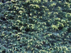 Yew (Taxus Baccata) Evergreen Bare Root Hedging Plants 5 Yew (Taxus Baccata) Evergreen Bare Root Hedging Plants -Cheap Hozelock || Kettler || Bosch Store l Yew 3