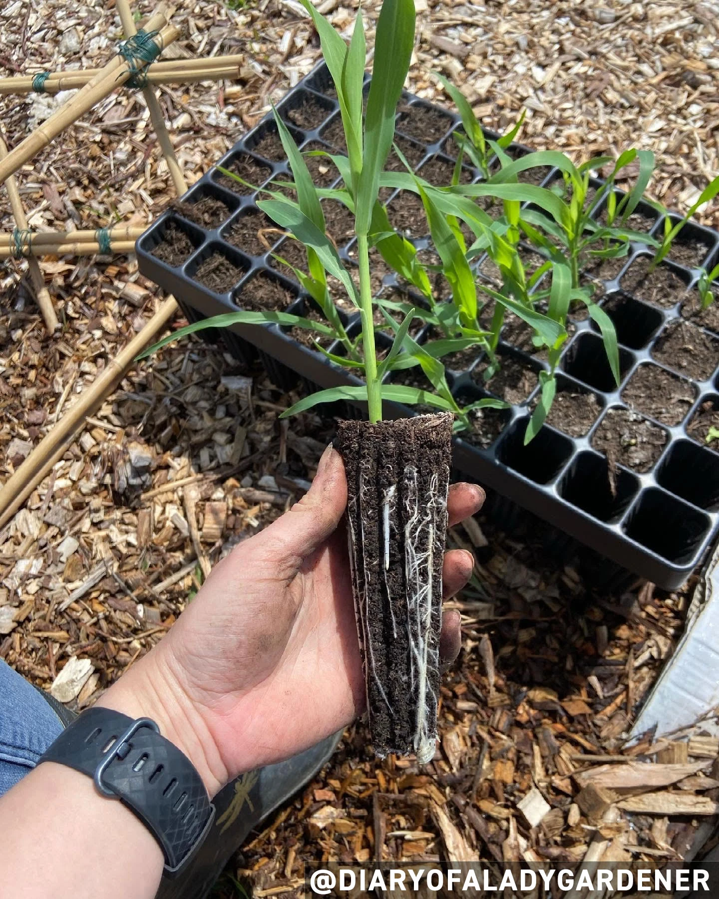 Nutley's 60 Cell Extra Large Plug Plant Root Grower - Pack Of 2 2 Nutley's 60 Cell Extra Large Plug Plant Root Grower - Pack Of 2 - Image 2