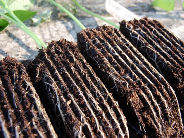 Haxnicks Deep Rootrainers Plug Plant Propagator Set 3 Haxnicks Deep Rootrainers Plug Plant Propagator Set - Image 3