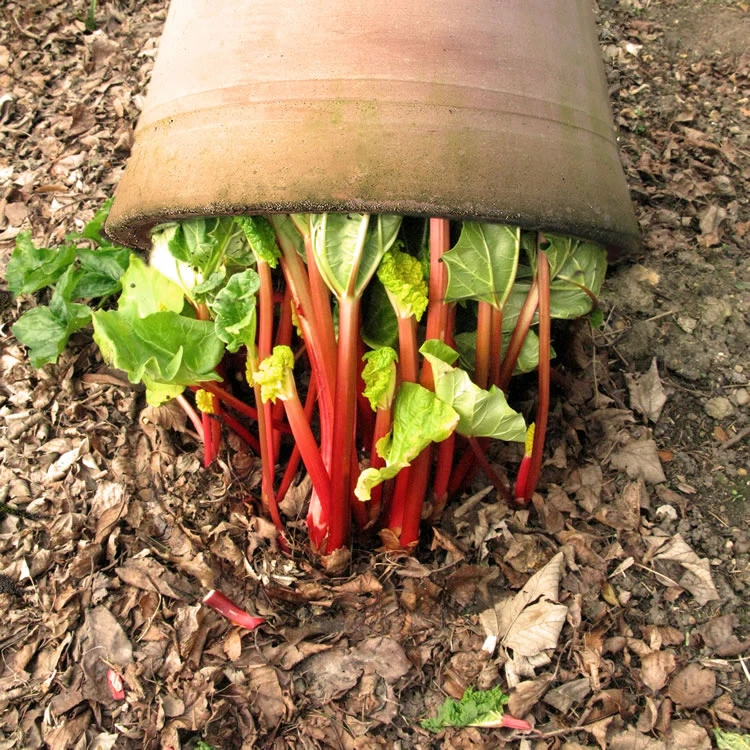 60cm Terracotta Rhubarb Forcer / Clay Cloche 2 60cm Terracotta Rhubarb Forcer / Clay Cloche - Image 2
