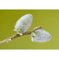 3-4ft White Willow (Salix Alba) Field Grown Bare Root Hedging Plants -Cheap Hozelock || Kettler || Bosch Store s Willow 5